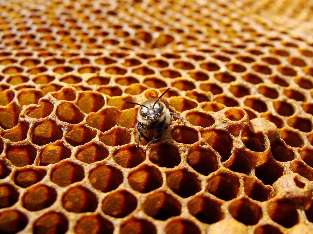 naissance d'une abeille